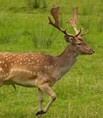 The European Fallow Deer