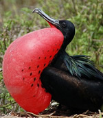 Frigate Bird