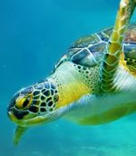 Hawksbill Turtle 